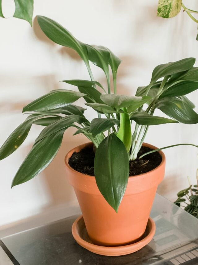 10 Mistakes People Make With Indoor Plants