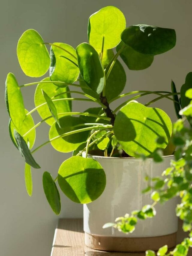5 Indoor Plants That Produce Oxygen Even at Night